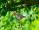 Robin - Rudzik
